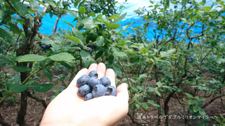 2020年もブルーベリー狩りシーズン到来！河口湖近くの山梨県鳴沢村大木原地区でブルーベリー狩り